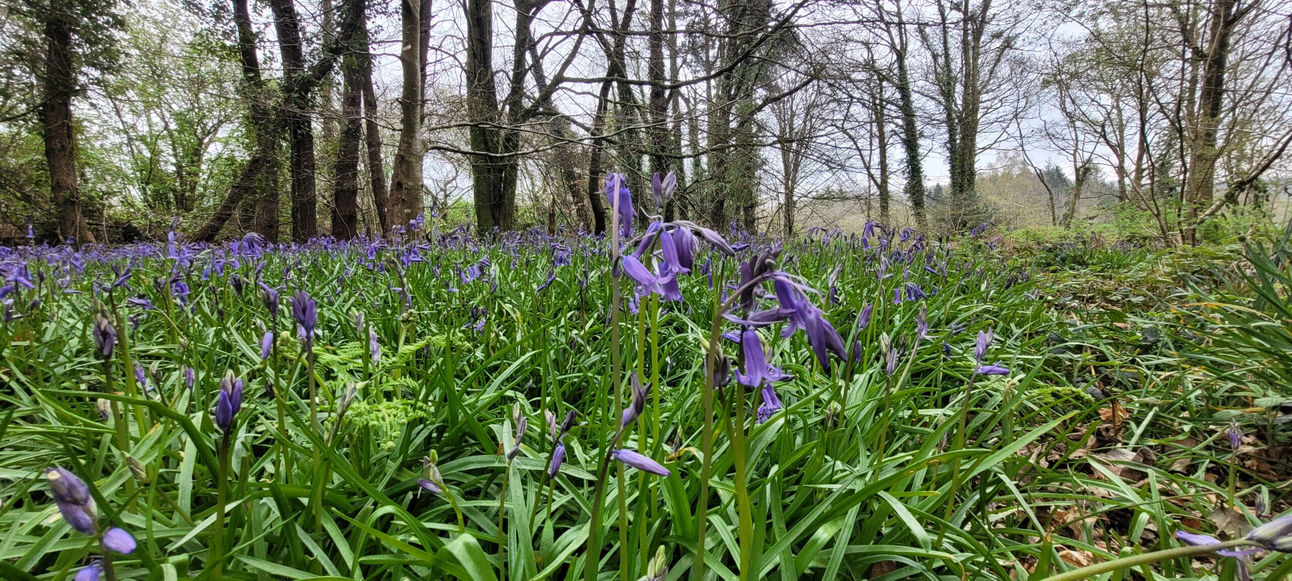 The bluebells are out at Penllergare Penllergare Valley Woods