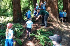 Redwoods