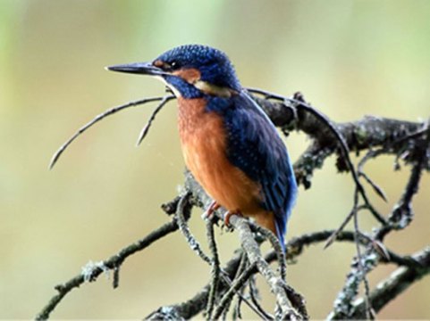bird