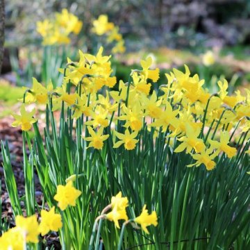 daffodils