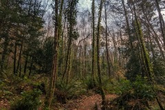 Llwybr Wildwood 