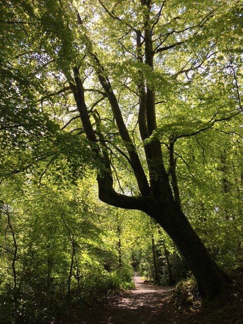Woodland Walks & Parkland