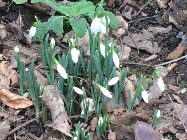 Plants Flowering Early & Climate Change
