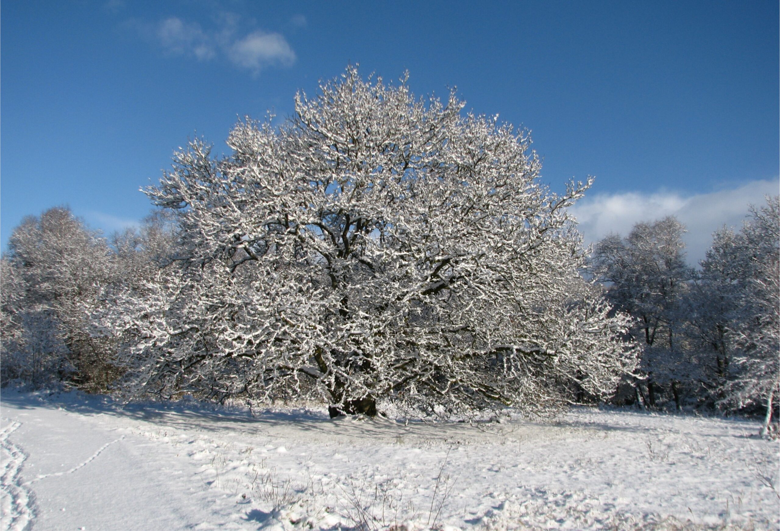 Merry Christmas – Nadolig Llawen