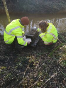 Checking mink raft for tracks