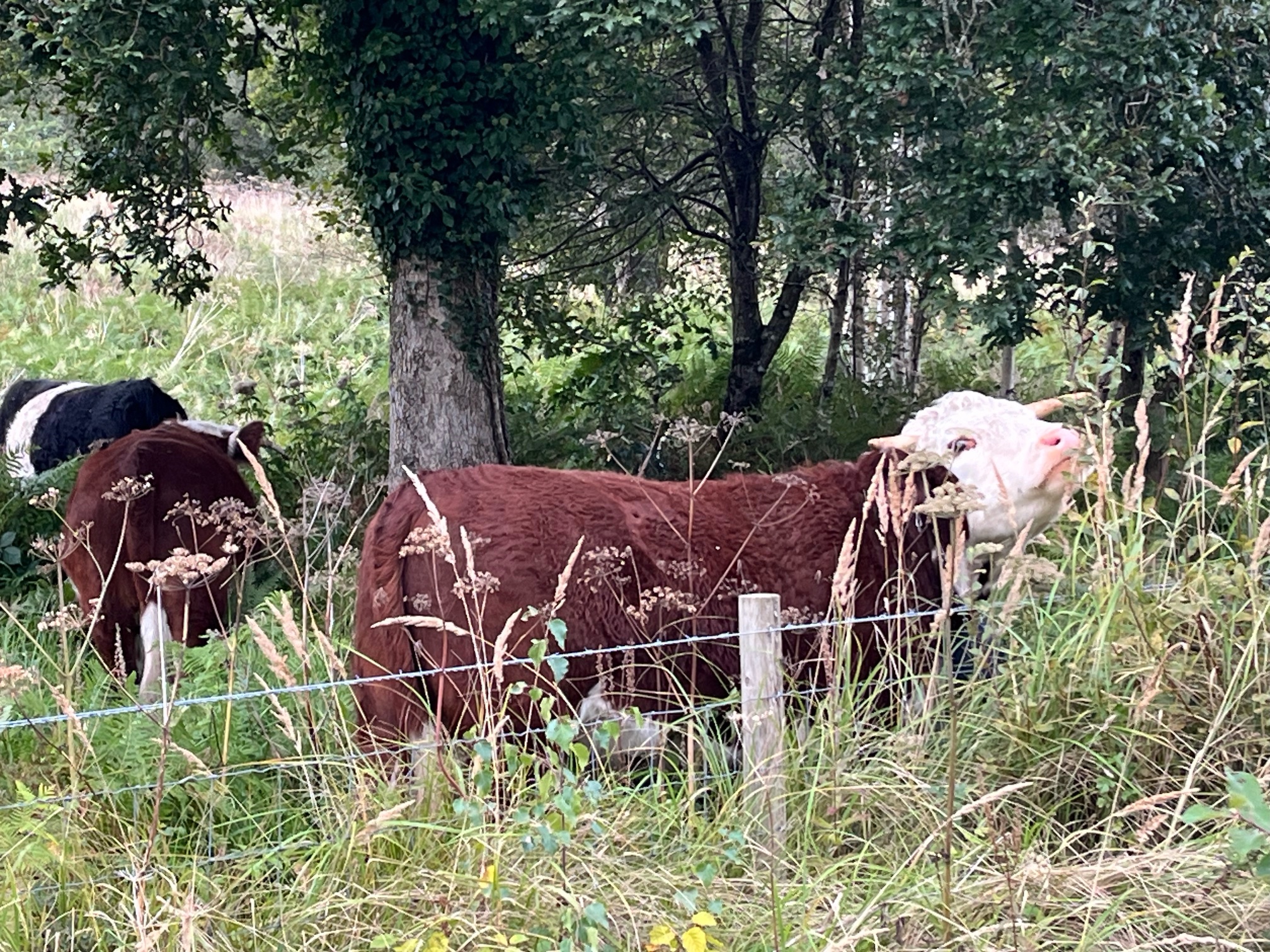 Conservation Grazing At Penllergare
