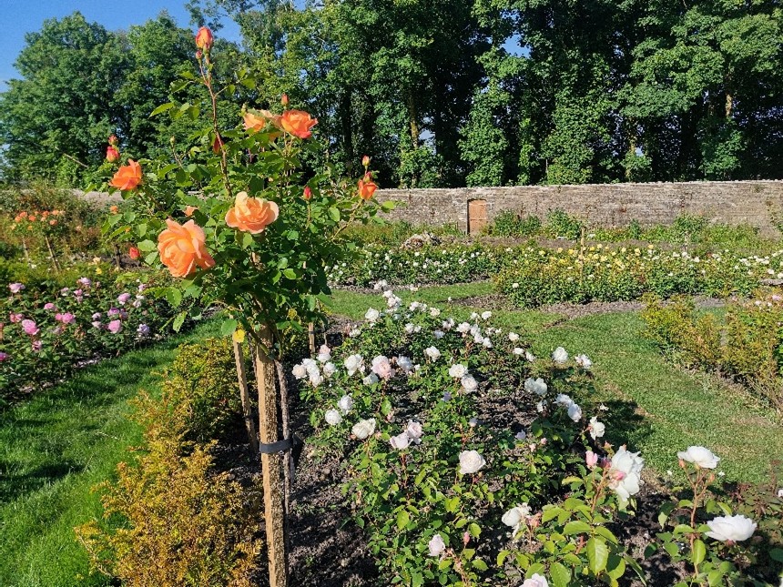 Victorian Garden Restoration Project