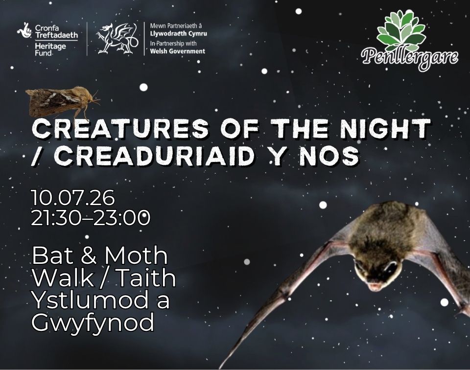 Creatures of the Night Bat and Moth Walk