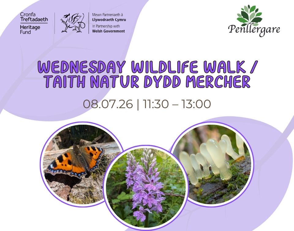 Wednesday Wildlife Walk