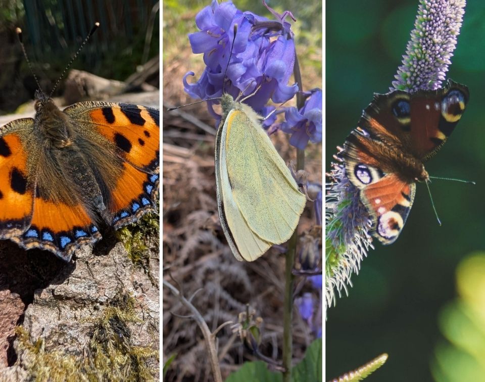 Butterfly Count Collage of butterfly photos