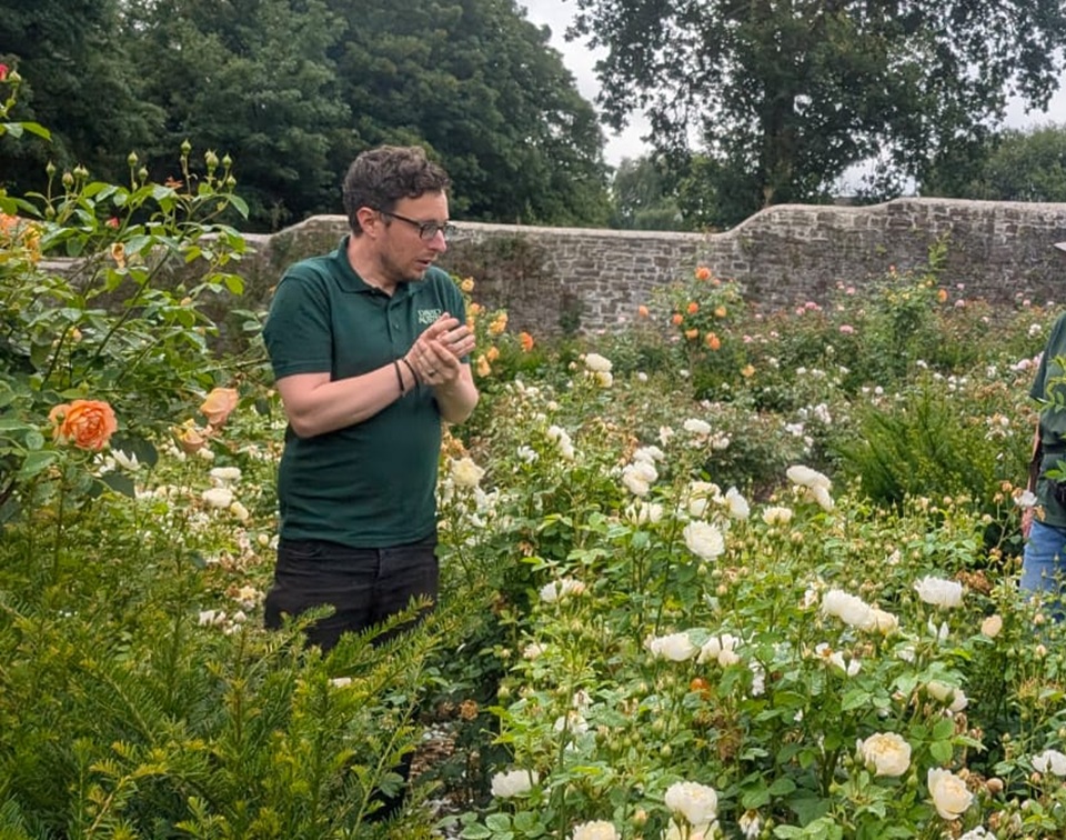 Rose Experts Return to Penllergare