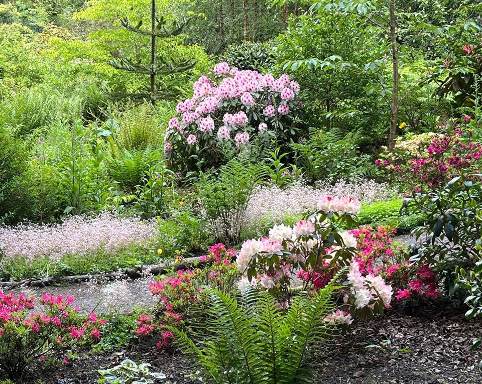 The Woodland Garden at Penllergare Valley Woods in bloom