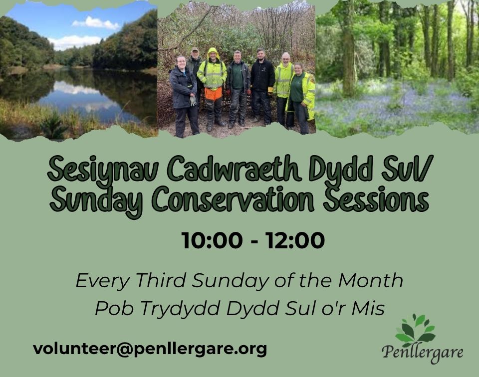 Sunday Conservation Sessions at Penllergare Valley Woods