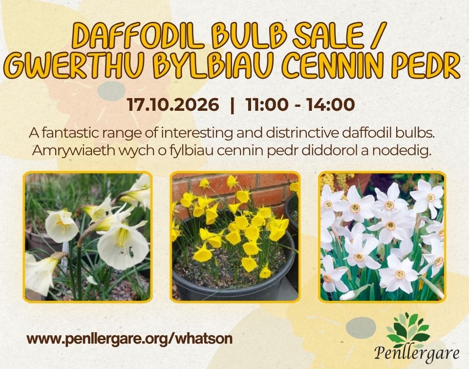 Daffodil Bulb Sale at Penllergare Valley Woods