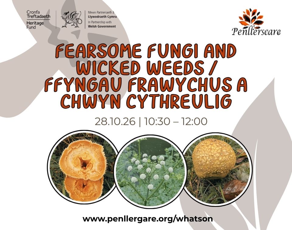 Fearsome Fungi and Wicked Weeds Walk at Penllergare Valley Woods