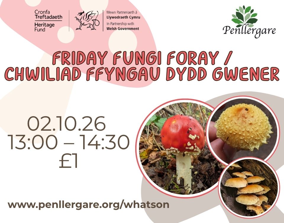 Friday Fungi Foray at Penllergare Valley Woods