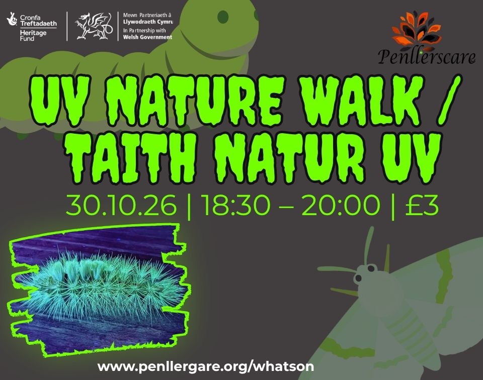 UV Nature Walk at Penllergare Valley Woods web banner