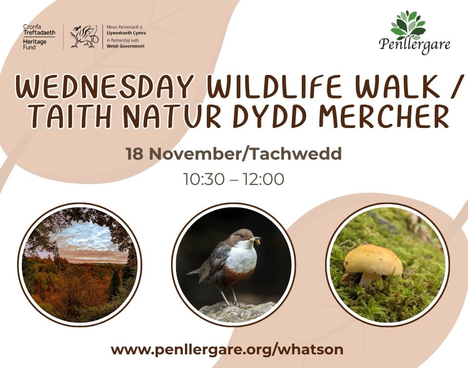 Wednesday Wildlife Walk November