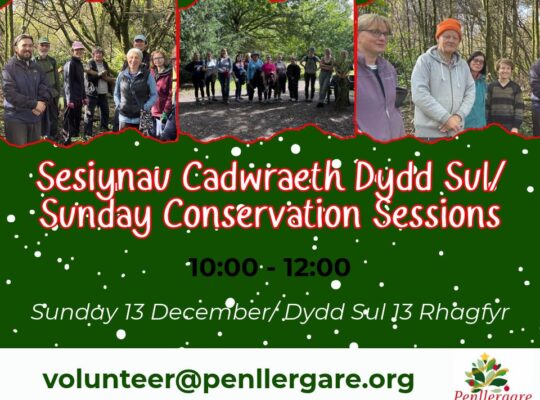 Christmas Conservation Session